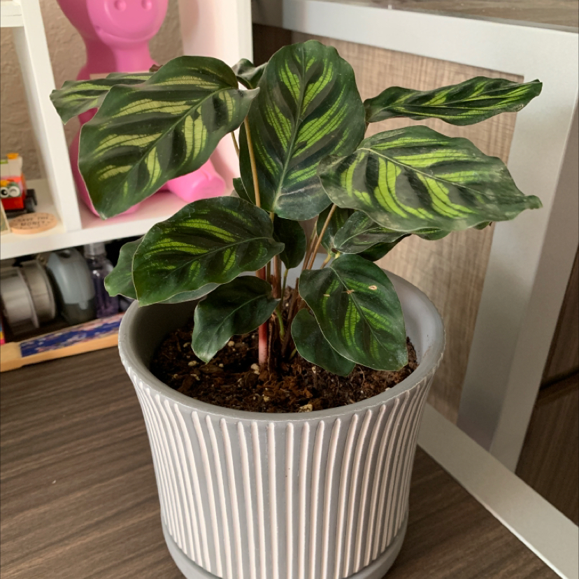 Potted Calathea Orbifolia plant with broad, striped leaves on a wooden surface.