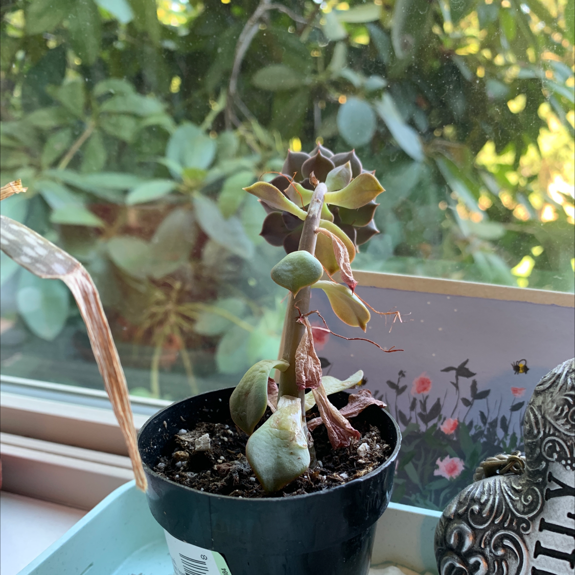 Photo of the plant species Taciveria 'Belana' by Chandler named Shari on Greg, the plant care app