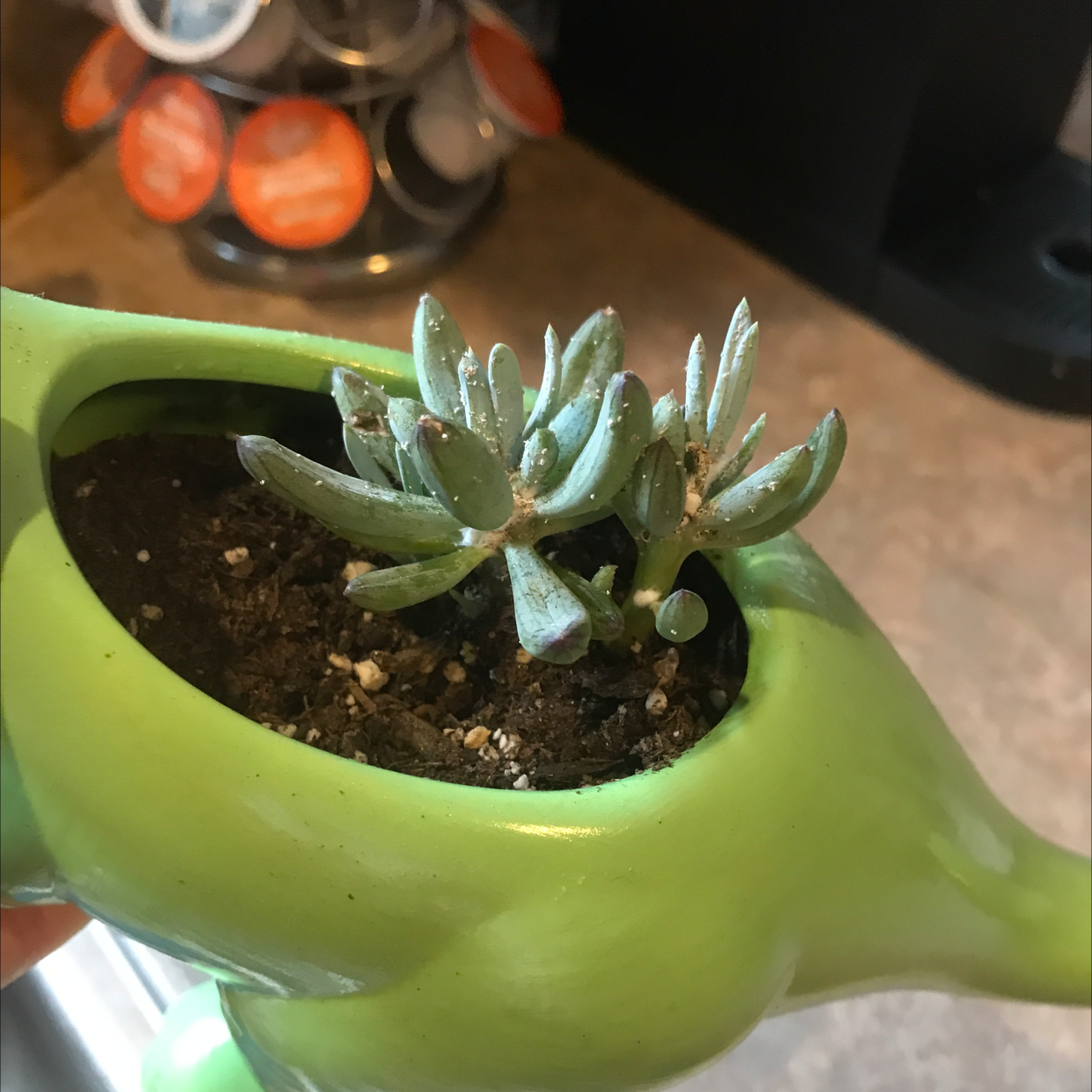 Blue Chalksticks plant in a green container with visible soil, well-framed and in focus.