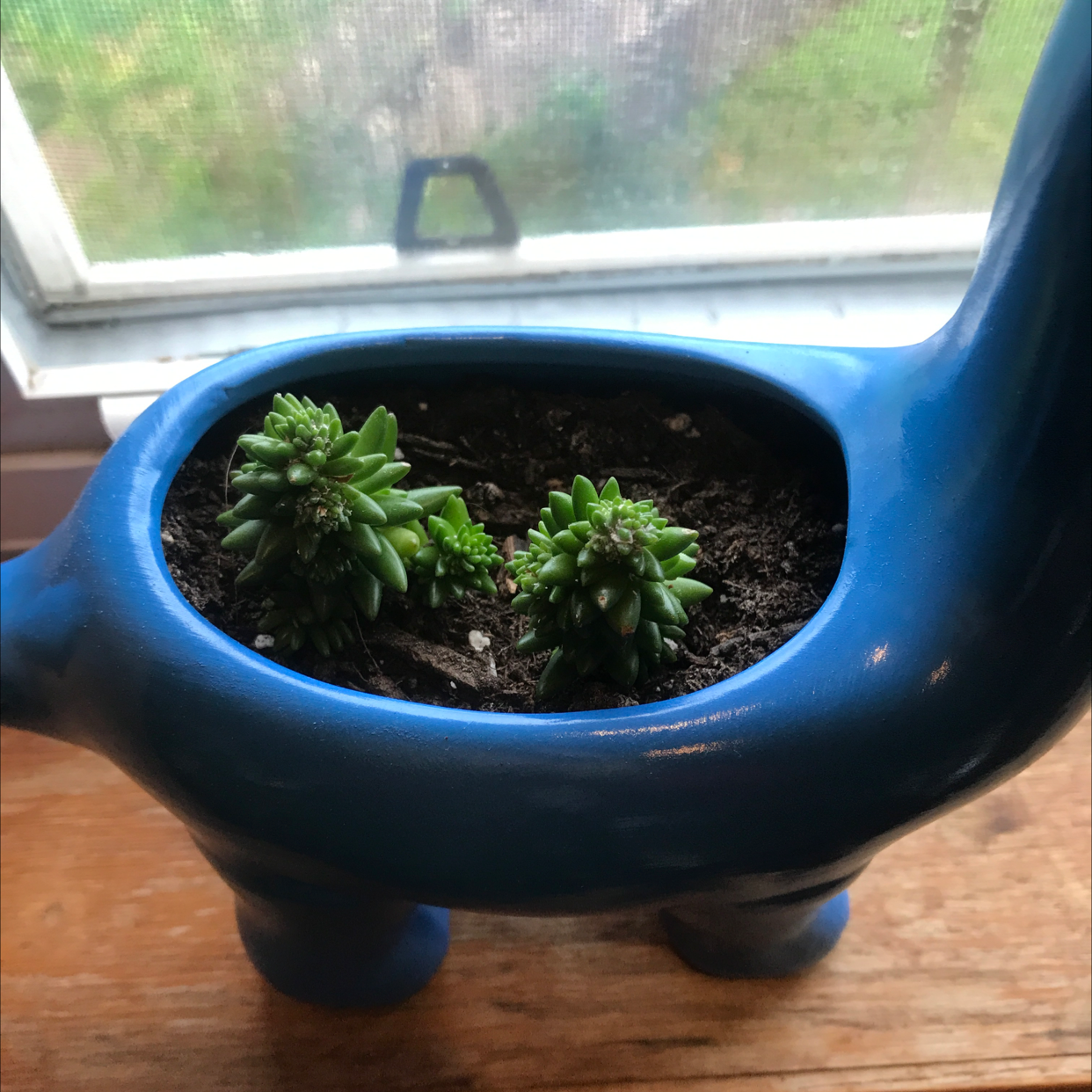 Photo of the plant species Cotyledon batesii by @PotBobs named Herobrine on Greg, the plant care app