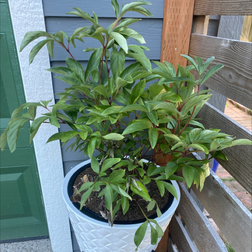 Potted Chinese Peony plant with green leaves, placed outdoors near a wooden fence.