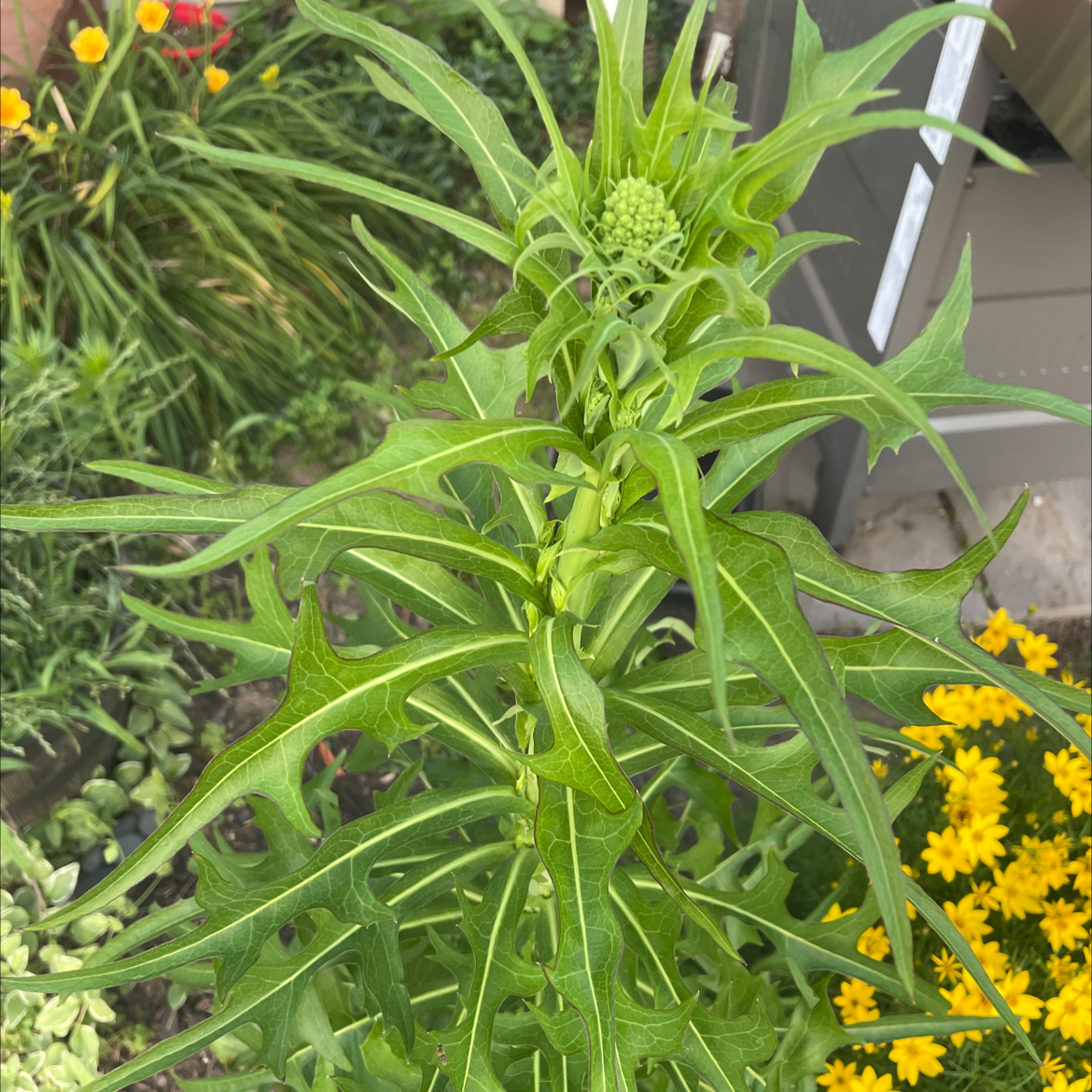 Photo of the plant species Canada Lettuce by James named Your plant on Greg, the plant care app