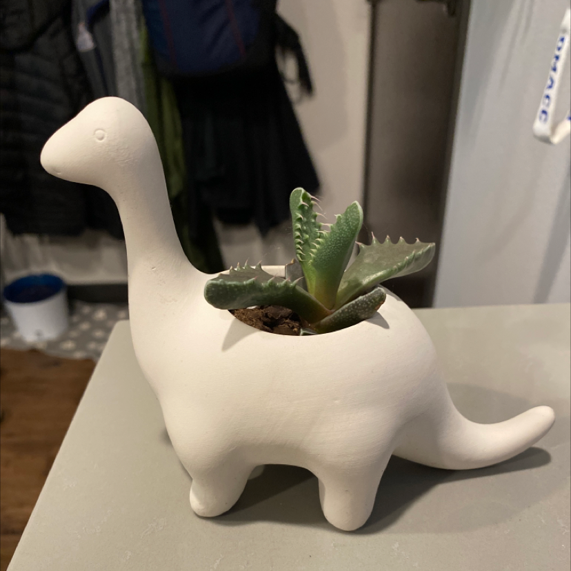 Tiger's Jaw succulent in a dinosaur-shaped pot, appears healthy.