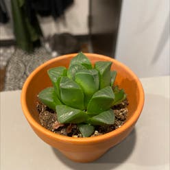 Star Cactus plant