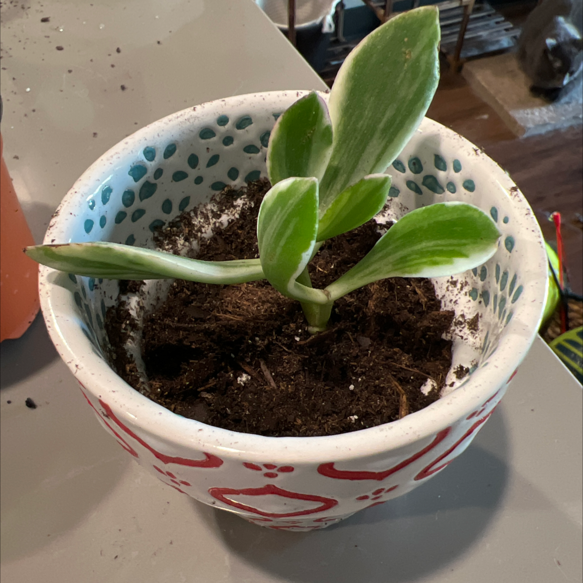 Variegated jade plant in a decorative pot with visible soil, appearing healthy.