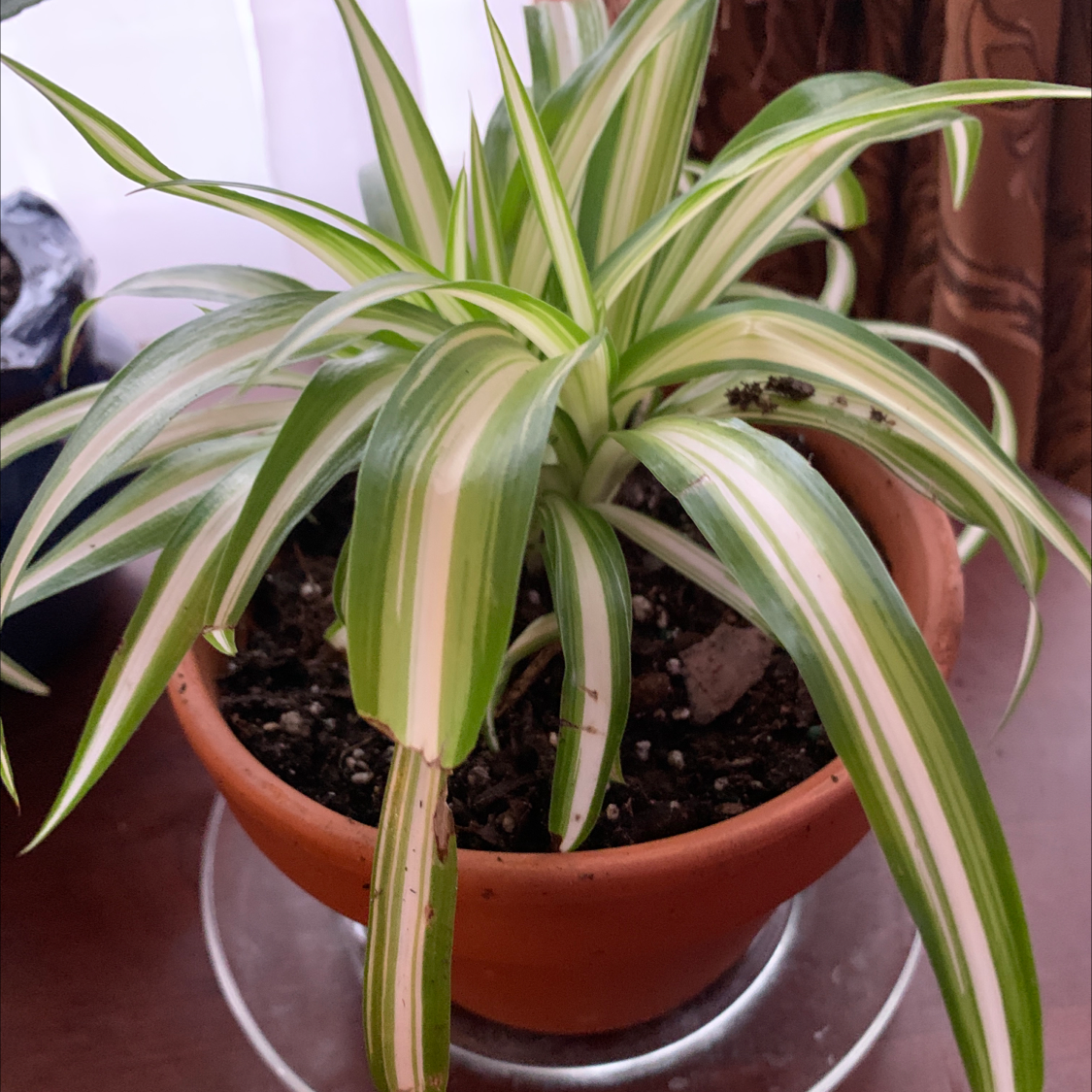 Spider Plant plant photo by @BeccaWild named Spencer Aquafina on Greg, the plant care app.