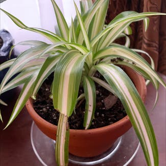 Spider Plant plant in Boonsboro, Maryland