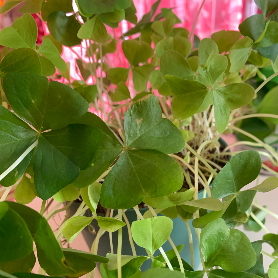 Broadleaf Woodsorrel plant with healthy green leaves in a pot.