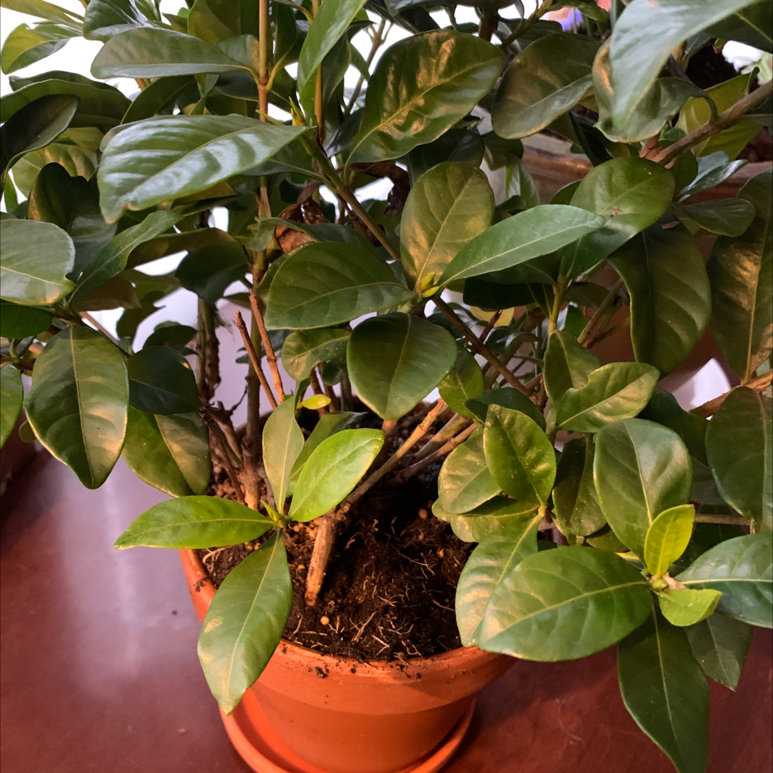 Cape Jasmine plant in a terracotta pot with healthy green leaves.