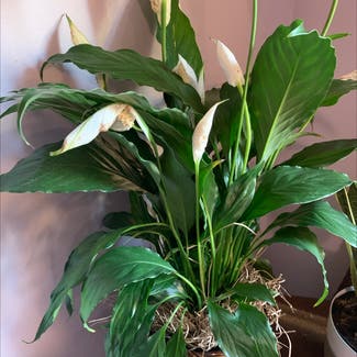 Peace Lily plant in Boonsboro, Maryland