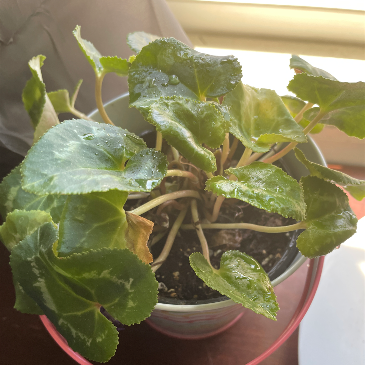 A healthy Persian Cyclamen plant with marbled heart-shaped leaves growing in a small terra cotta pot, photographed against a neutral background.