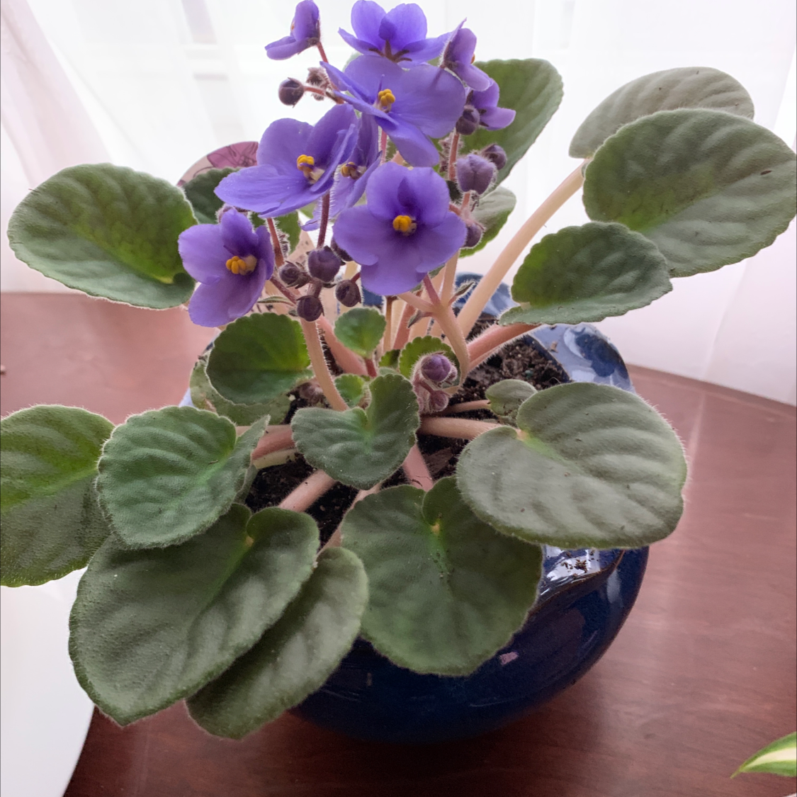 Photo of the plant species African Violet by @BeccaWild named Sky on Greg, the plant care app