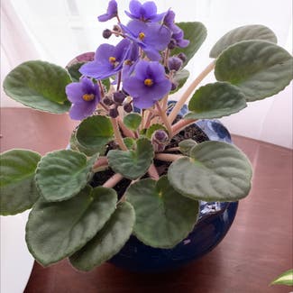 African Violet plant in Boonsboro, Maryland