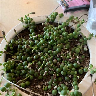 String of Pearls plant in Boonsboro, Maryland