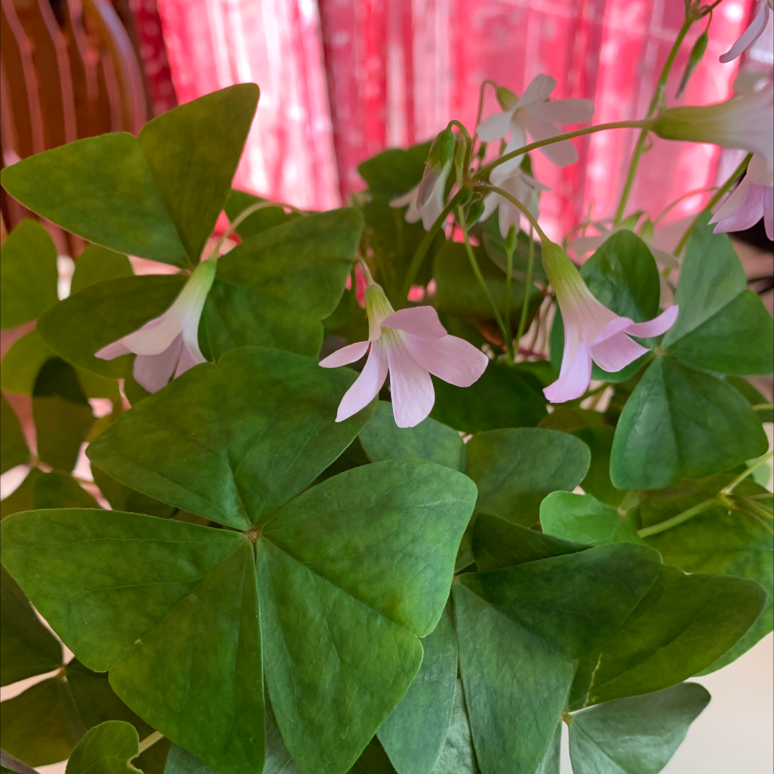 Personalized Broad Leaf Wood Sorrel Care Water Light Nutrients Greg App