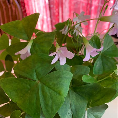 Photo of the plant species Oxalis Latifolia by Beccawild named Bieber on Greg, the plant care app