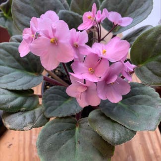 African Violet plant in Boonsboro, Maryland