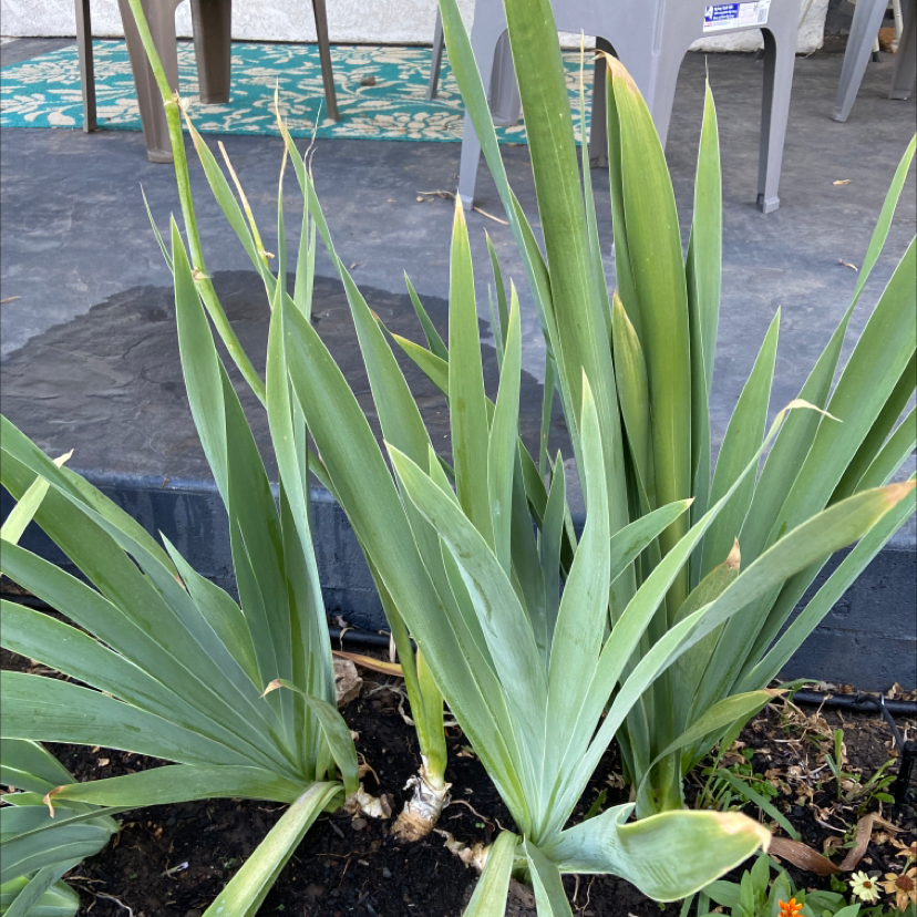 Yellow Iris plant with long green leaves and minor browning at tips, outdoor setting.
