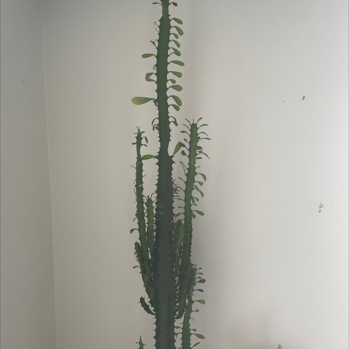 African Milk Tree plant photo by @Paigetibbits named Cacty on Greg, the plant care app.