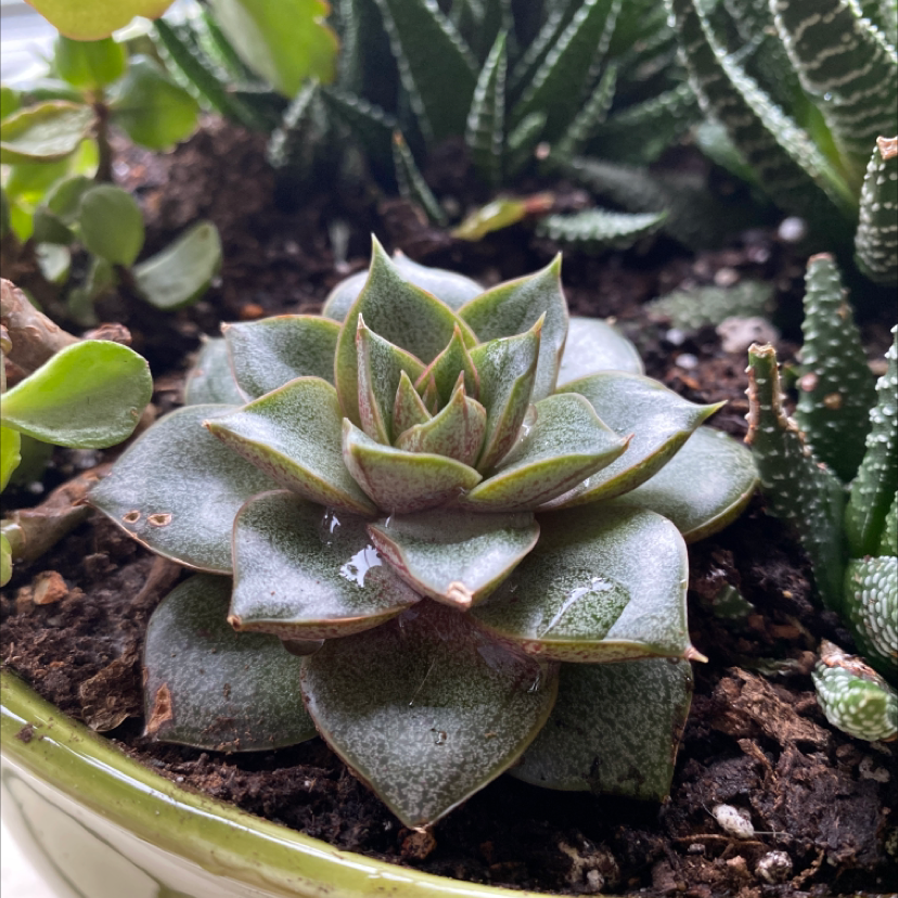 Echeveria purpusiorum succulent in a pot with visible soil and other plants.