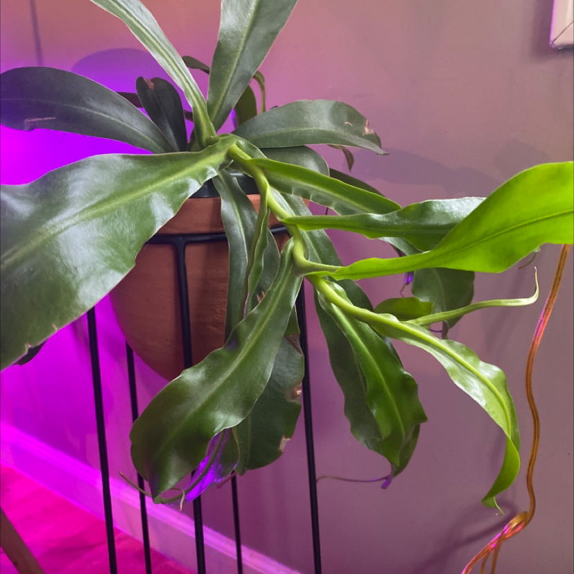 Tropical Pitcher Plant with elongated green leaves in a pot on a stand.