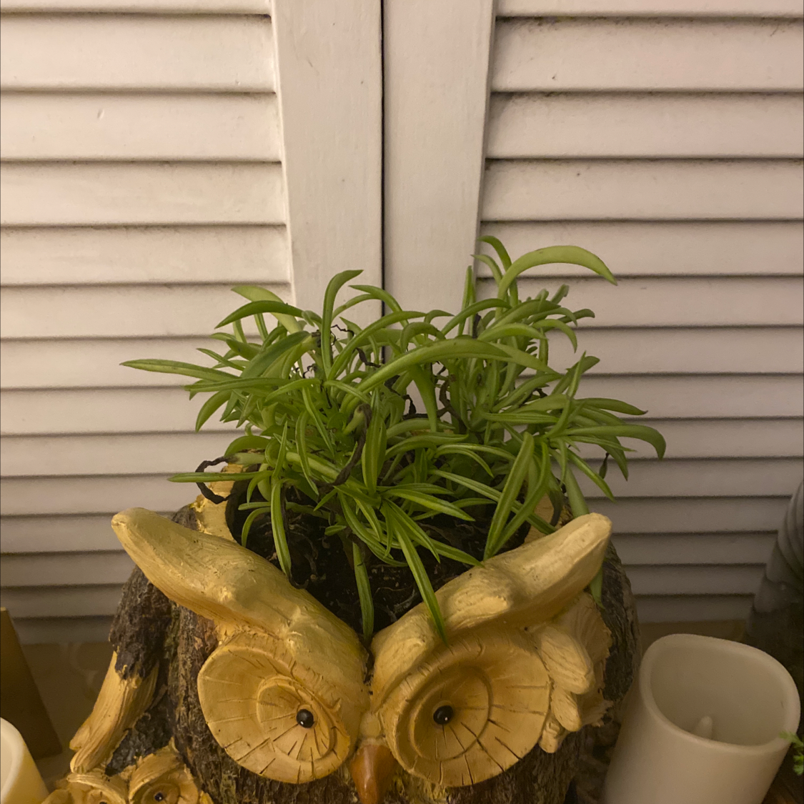 Mondo grass plant photo by @BethVine8900 named Owl Hair on Greg, the plant care app.