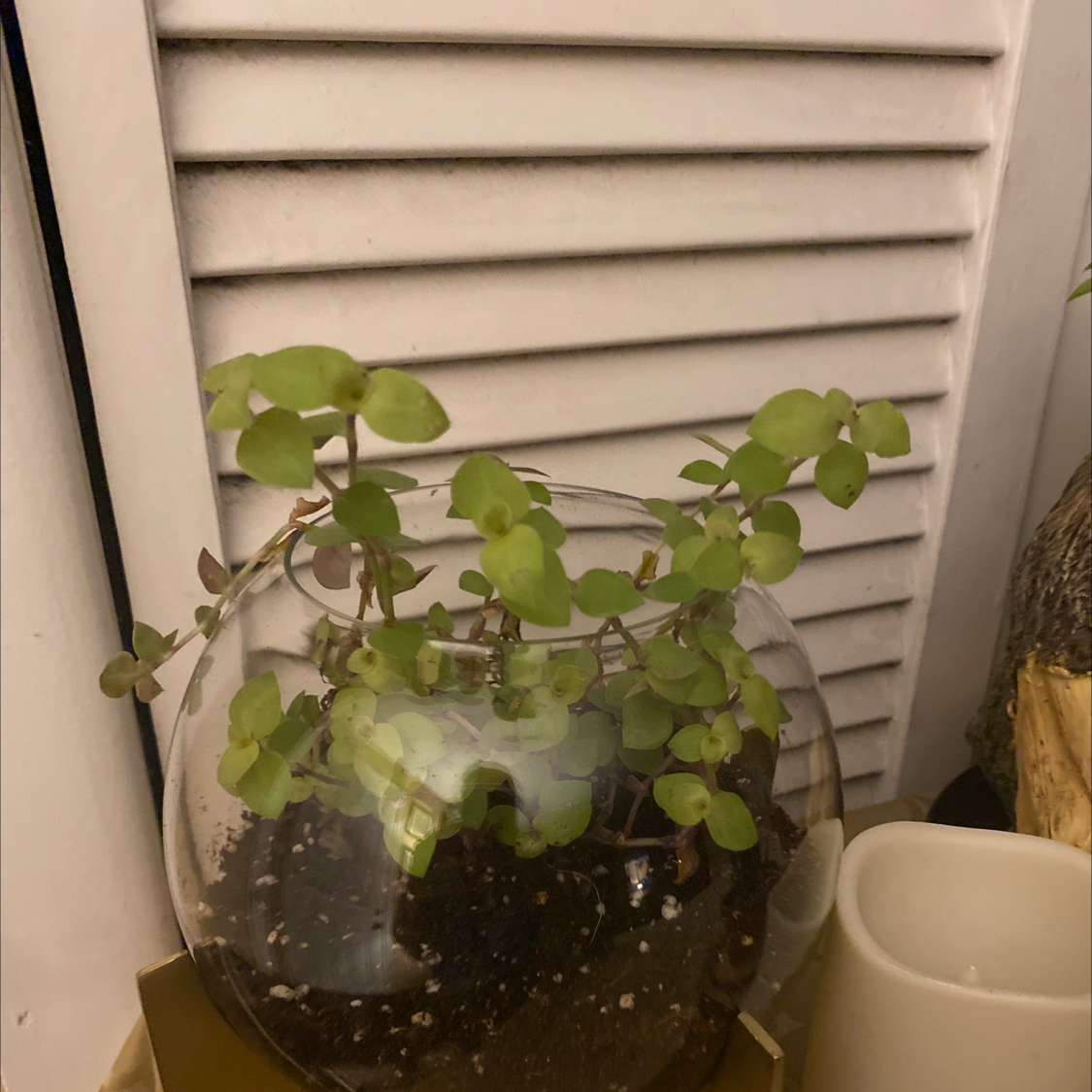 Creeping Inch Plant plant photo by @BethVine8900 named Viney on Greg, the plant care app.