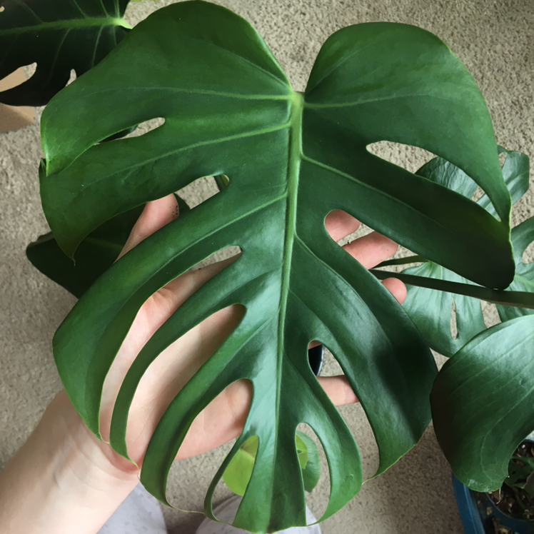 Monstera plant photo by Alaya named Monstera 1 on Greg, the plant care app.