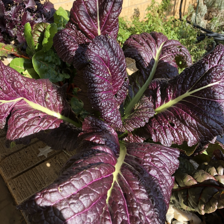 Chinese Mustard plant photo by Hj named Xena Mustard on Greg, the plant care app.