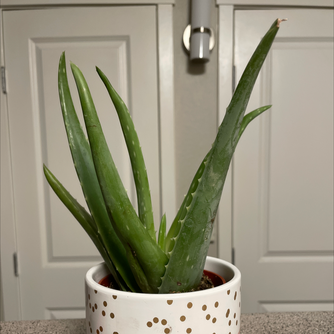 Aloe vera plant photo by @Ablast named Kobe on Greg, the plant care app.