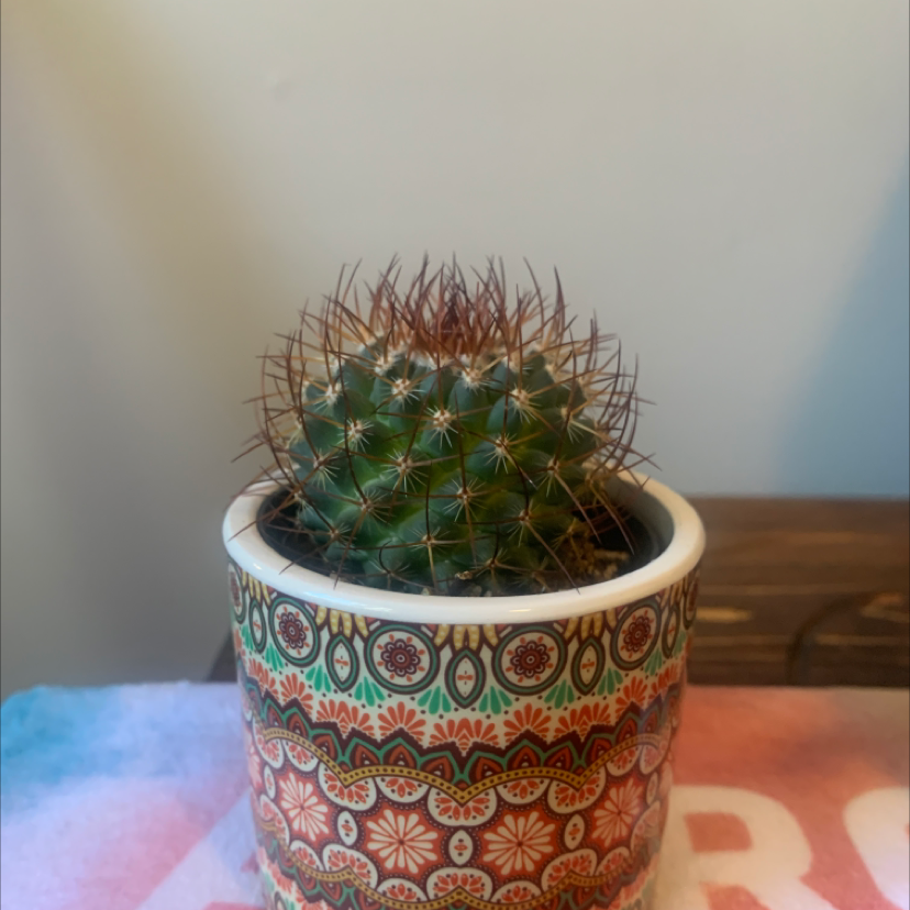 Photo of the plant species Mammillaria Melanocentra by Travis named Howell on Greg, the plant care app