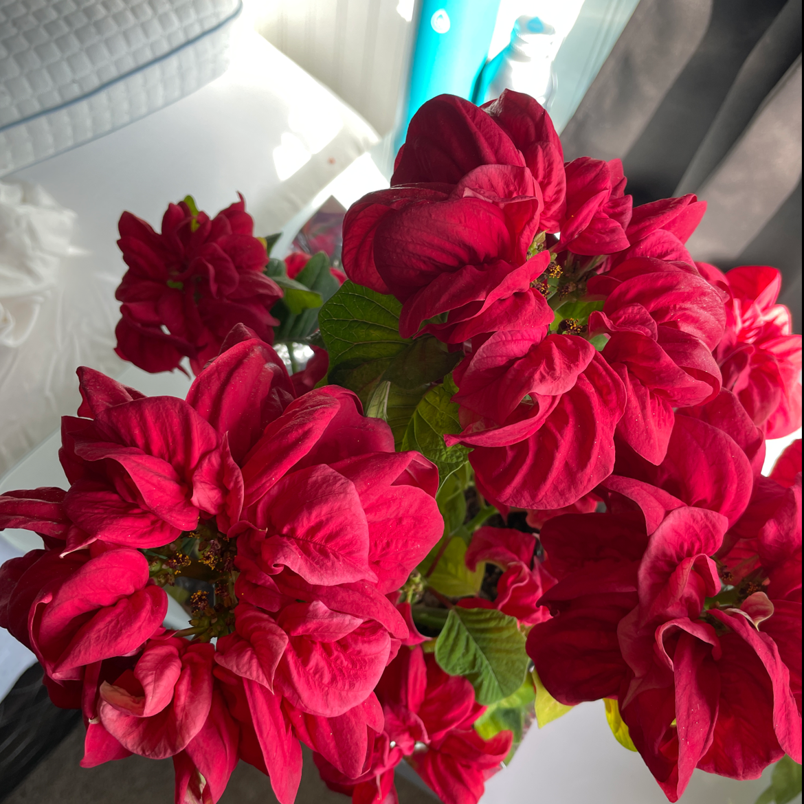 Poinsettia plant with vibrant red bracts and green leaves indoors.