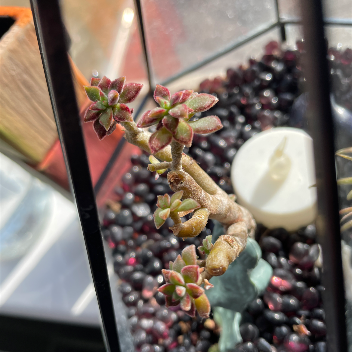 White Stonecrop succulent in a container with decorative elements and a candle.