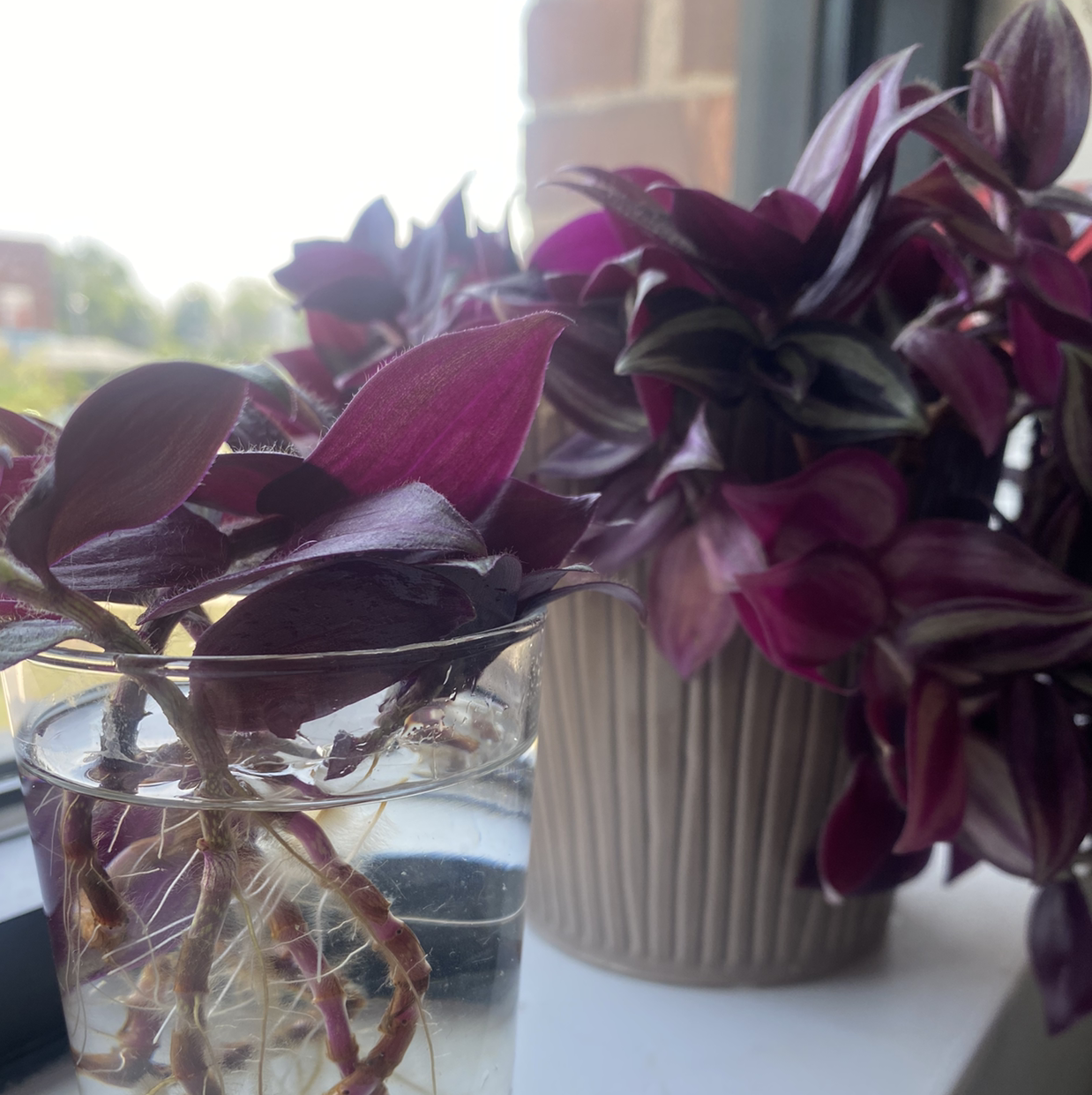Spiderwort plant photo by @RebelEsq named Zoey on Greg, the plant care app.