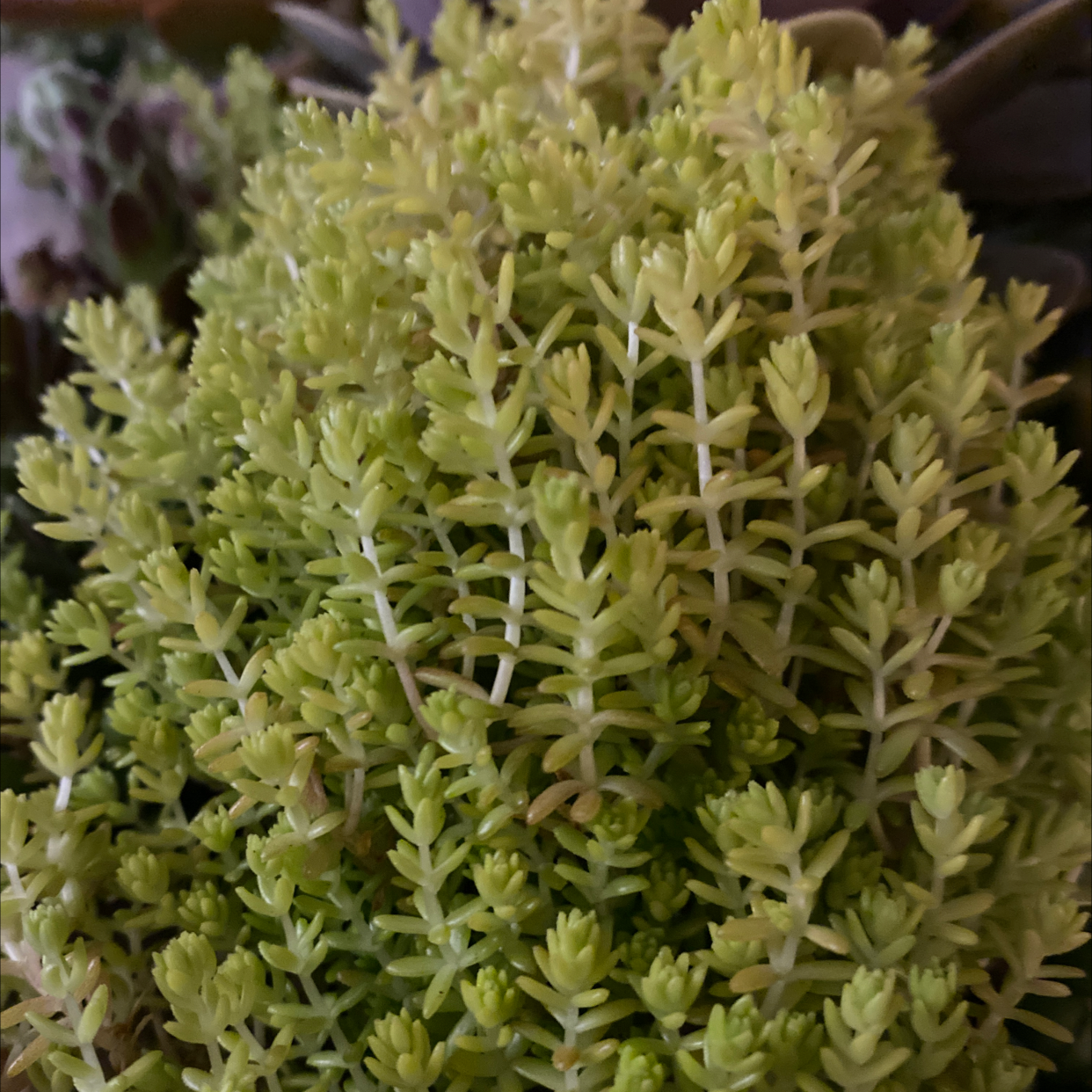 Photo of the plant species Jenny's Stonecrop by @RebelEsq named Limey on Greg, the plant care app