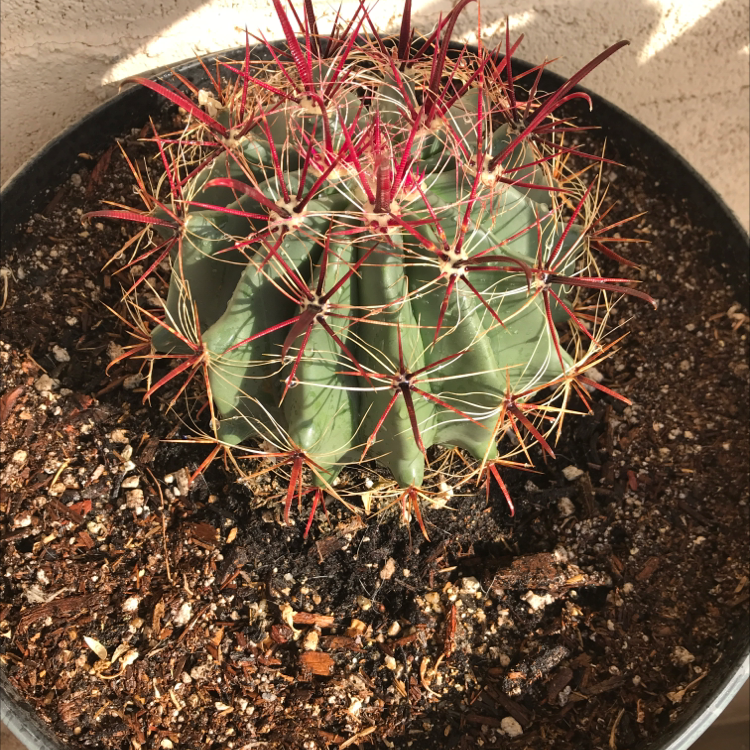 Photo of the plant species Ferocactus Wislizeni by @Will2melina named Candy barrel on Greg, the plant care app