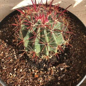 Candy barrel cactus plant photo by @Will2melina named Candy barrel on Greg, the plant care app.