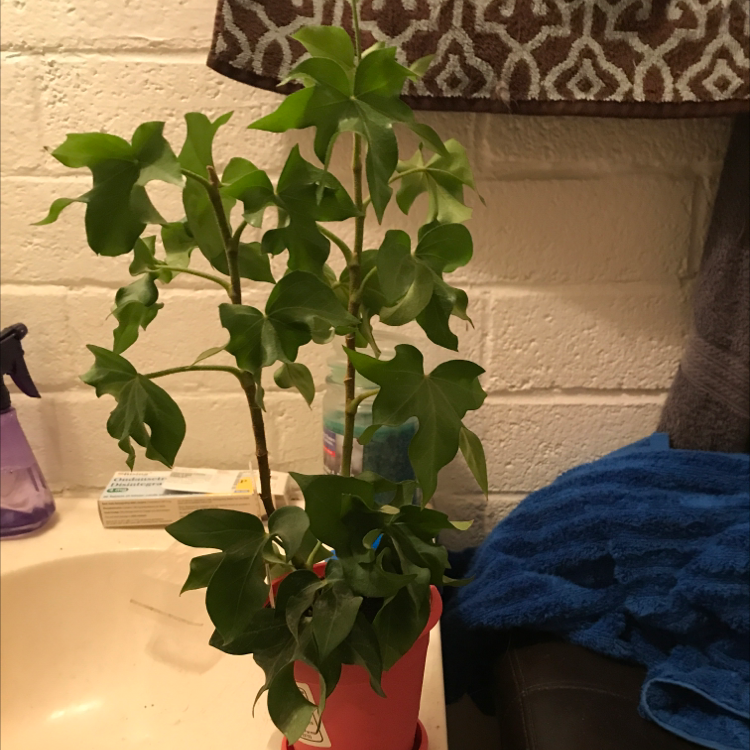 English Ivy plant photo by @Will2melina named Ivy on Greg, the plant care app.