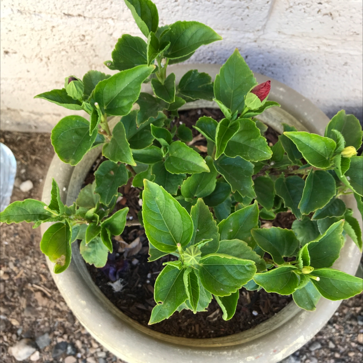 Photo of the plant species Scarlet Hibiscus by @Will2melina named Hibiscus on Greg, the plant care app