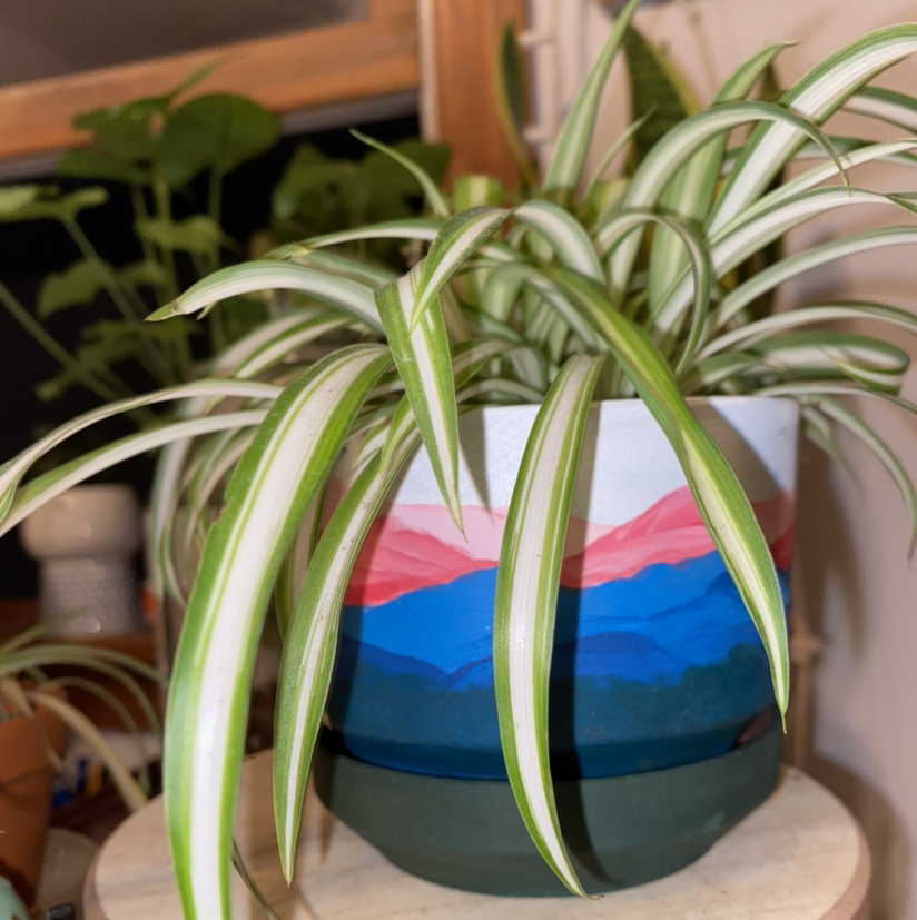 Spider Plant plant photo by Alyssa named Pheobe on Greg, the plant care app.