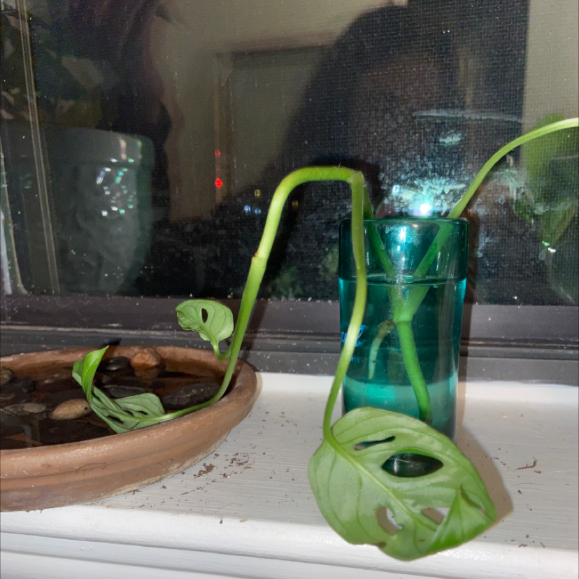 Photo of the plant species Swiss Cheese Plant by Ariana named Swiss on Greg, the plant care app