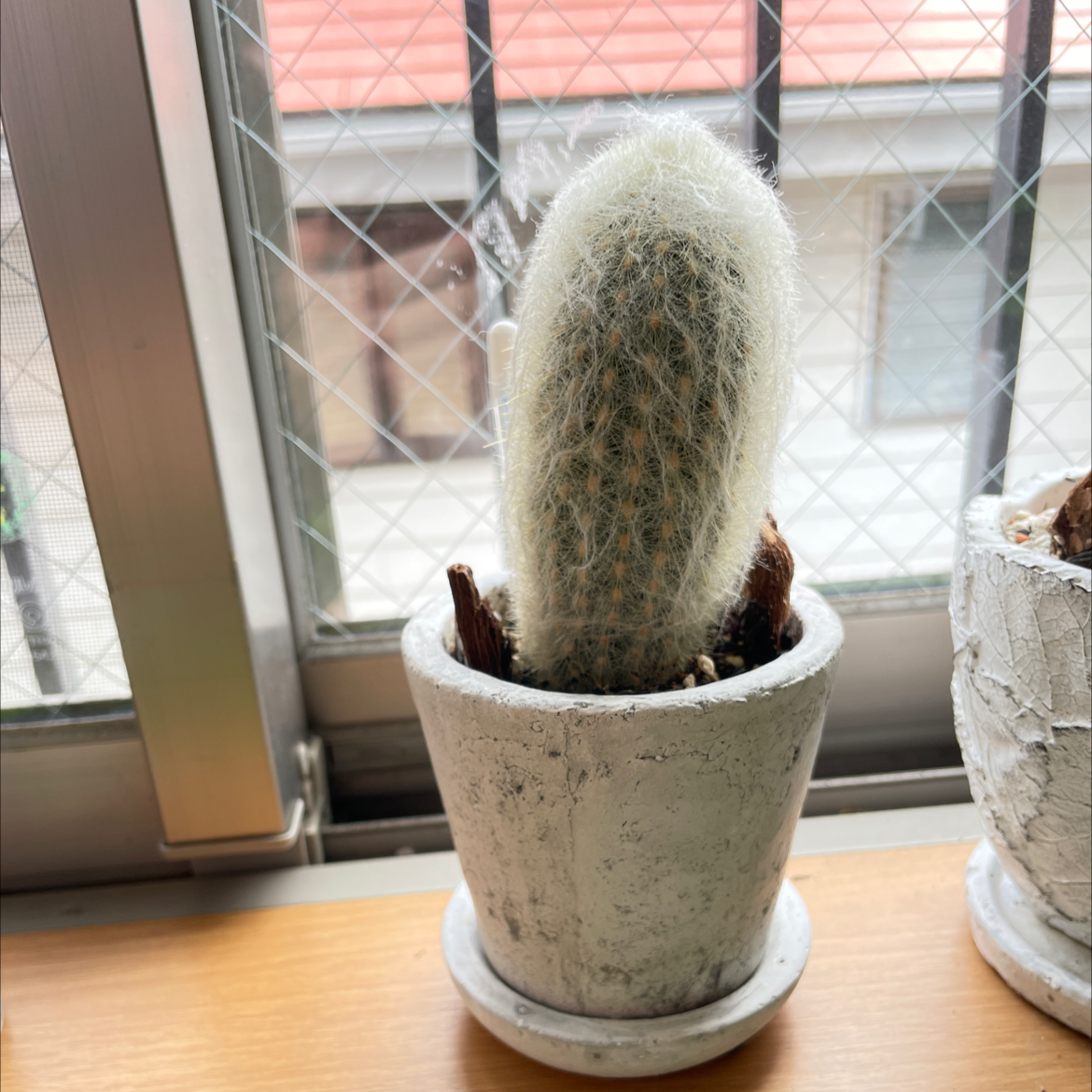 Peruvian Old Man Cactus in a white pot on a windowsill with a mesh screen in the background.
