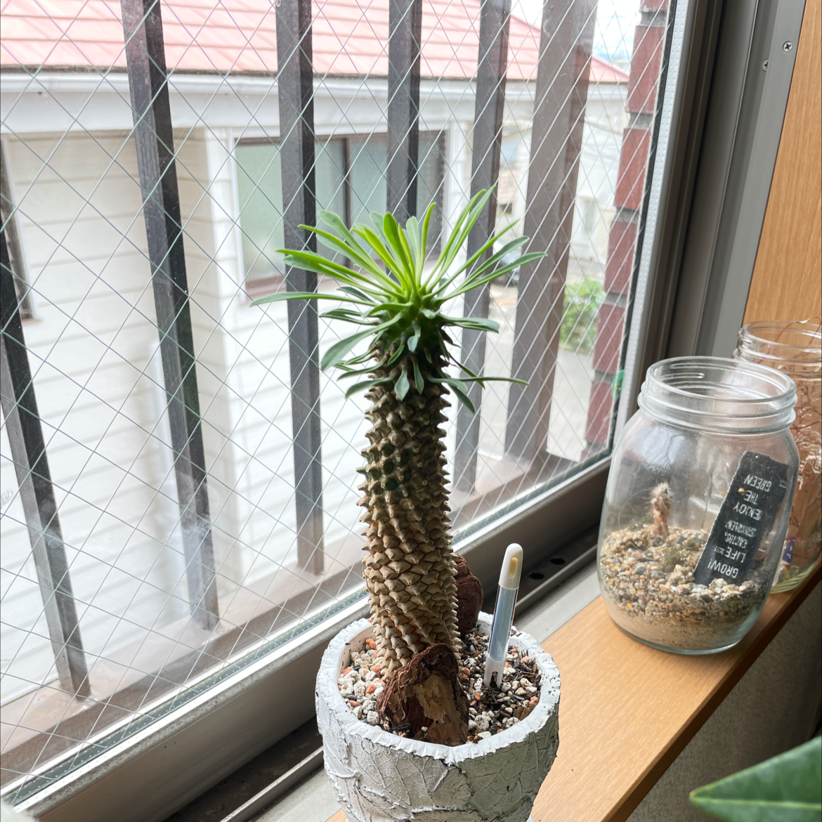 Photo of the plant species 'Ostrich Neck by @Maytheforce named African dragon on Greg, the plant care app