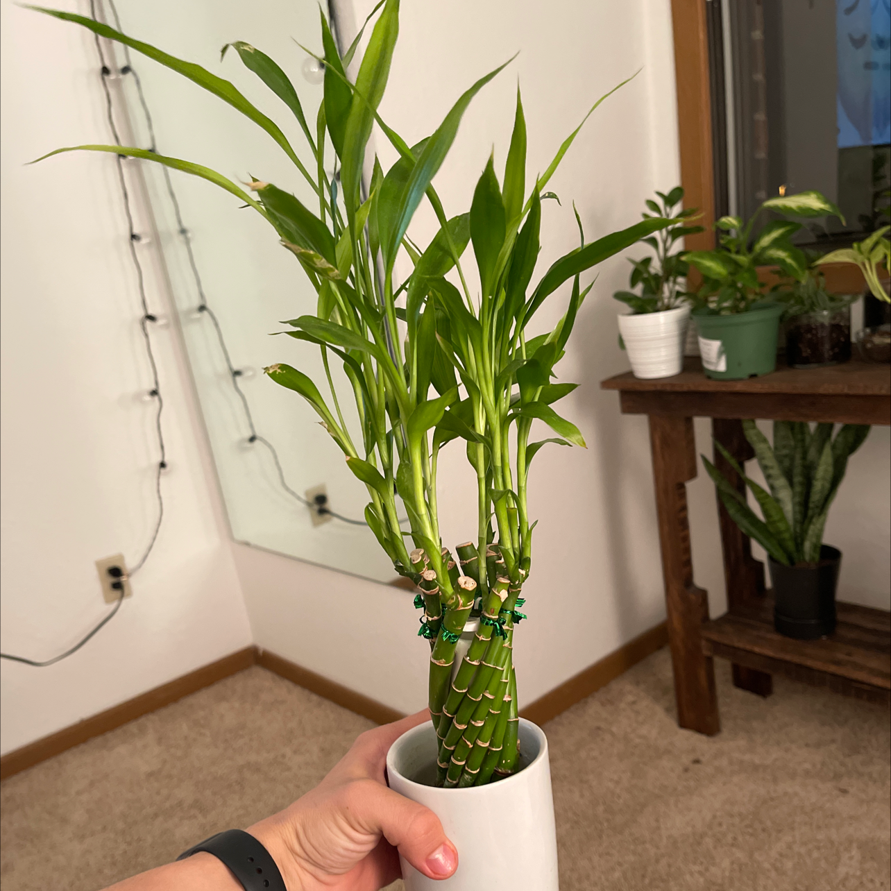 Lucky Bamboo plant photo by @Lbenning223 named Your plant on Greg, the plant care app.
