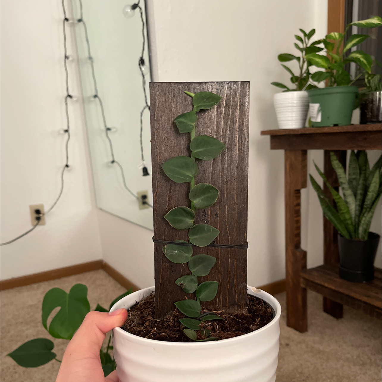 Shingle Plant growing vertically on a wooden plank in a white pot, with other plants in the background.