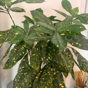 Gold Dust Croton plant photo by Superkatastic named Dave on Greg, the plant care app.