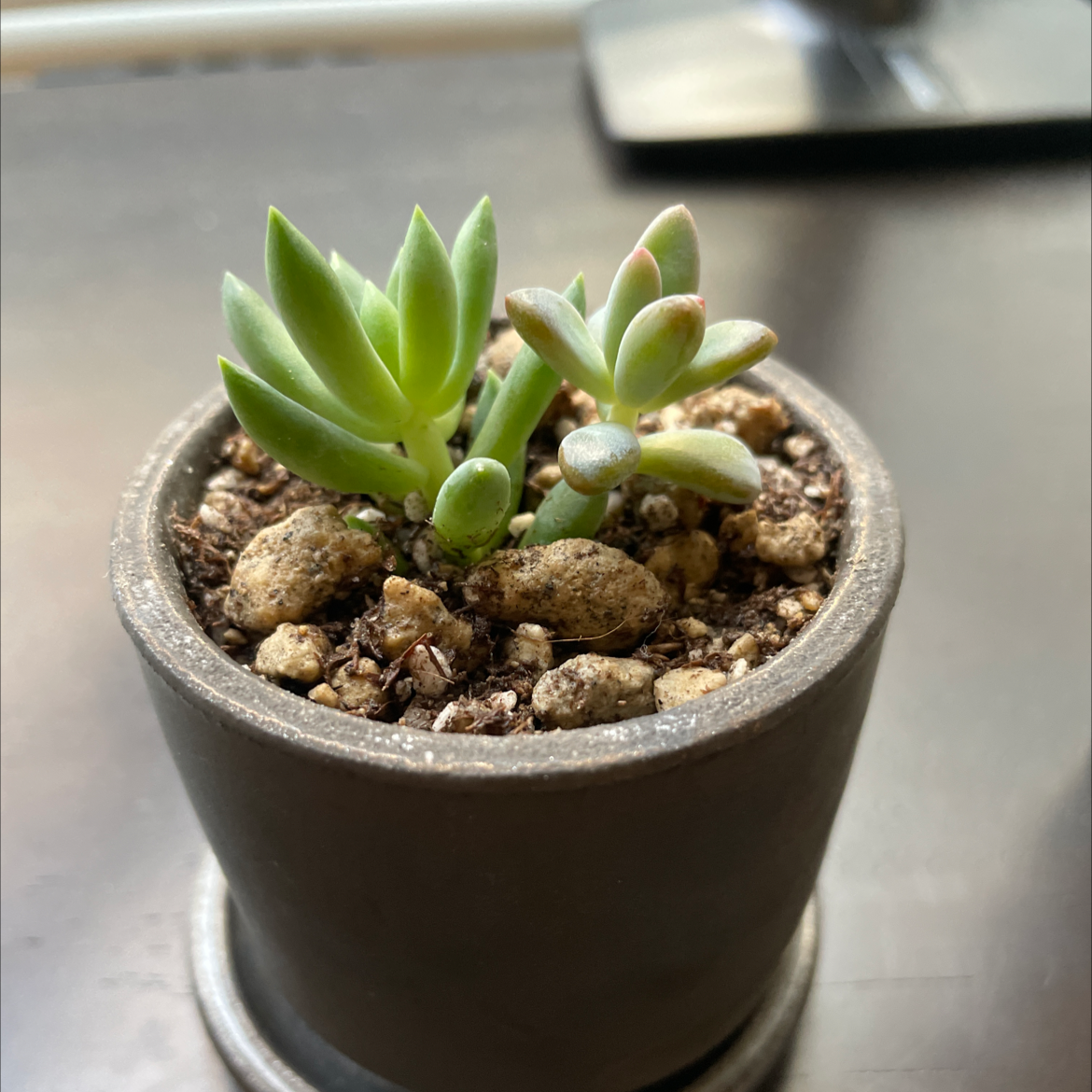 Photo of the plant species Pale Stonecrop by @fortunewest named Lola on Greg, the plant care app