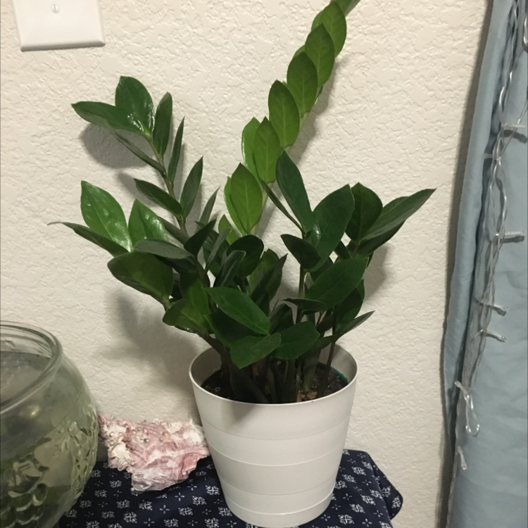 Zamioculcas Zamiifolia plant photo by @Fartyplants named Gomez on Greg, the plant care app.