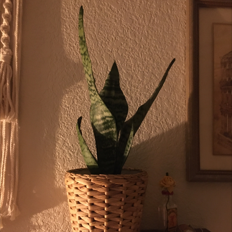 Snake Plant plant photo by @Fartyplants named Winston on Greg, the plant care app.