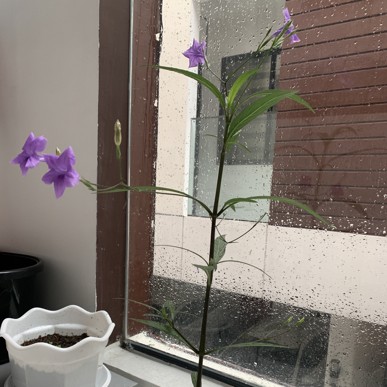 Mexican Bluebell plant with purple flowers near a window.